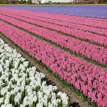 Semesterbostad Modern In South Holland *