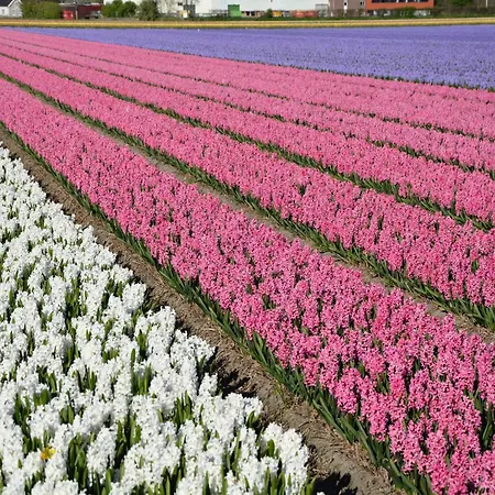 Hébergement de vacances In Near Noordwijkerhout