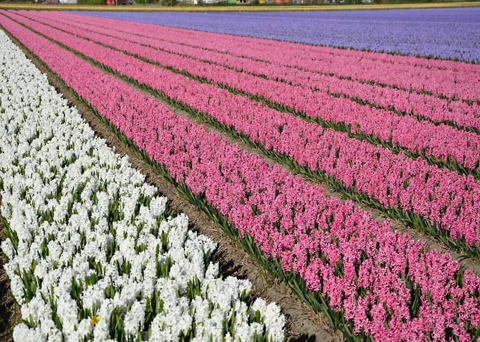 Σπίτι διακοπών In Near Noordwijkerhout